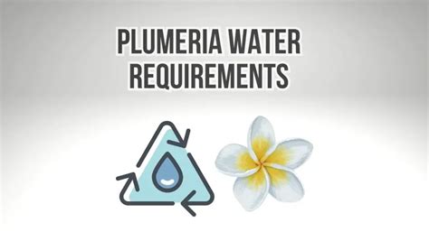 plumeria soil moisture meter|plumeria water requirements in winter.